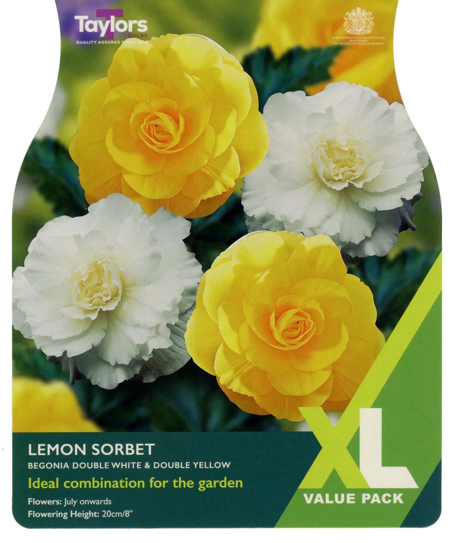 Taylors Bulbs Begonia Double White & Double Yellow Lemon Sorbet  - XL Value Pack