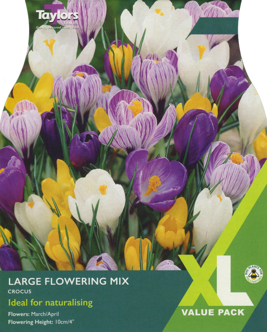 XL Value Pack Crocus Large Flowering Mix
