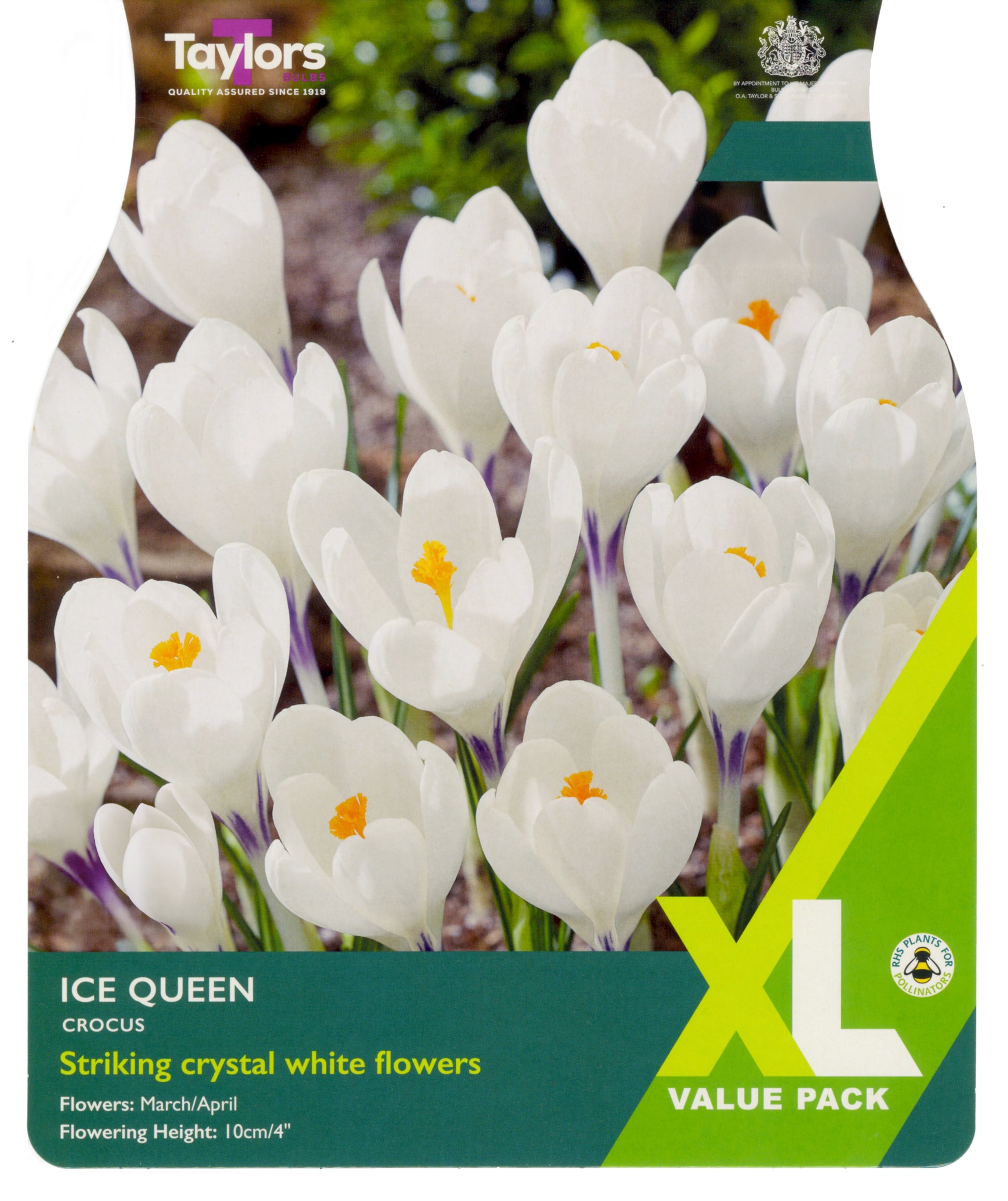 Taylors Bulbs - Crocus Ice Queen - "Bulb Of The Year" - 5Up