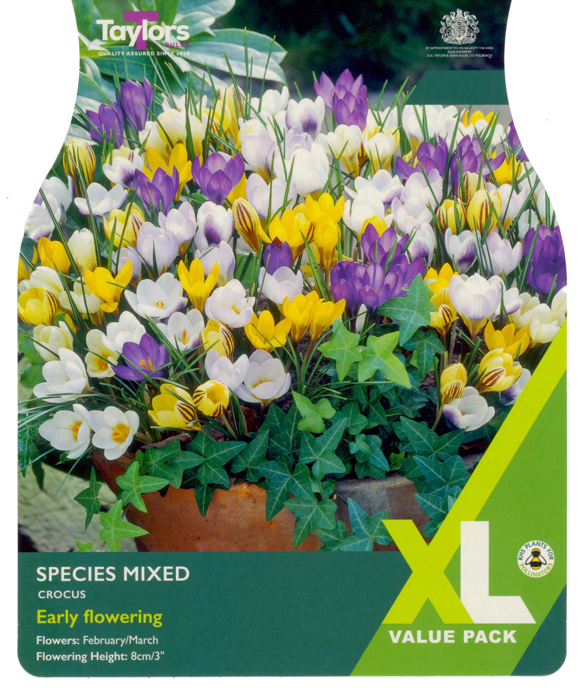 Crocus Mixed Species Xl