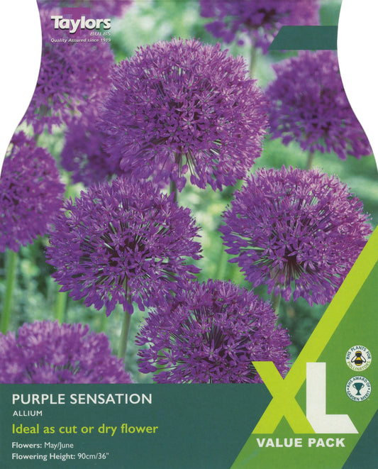 XL Value Pack Allium Purple Sensation