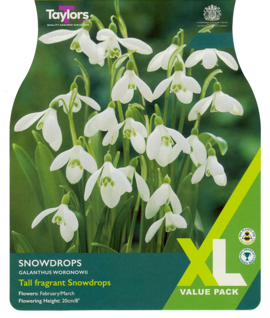 Taylors Bulbs Snowdrops Galanthus Woronowii XL Value Pack retail pack showing a dense cluster of elegant white nodding snowdrop flowers against broad green leaves.