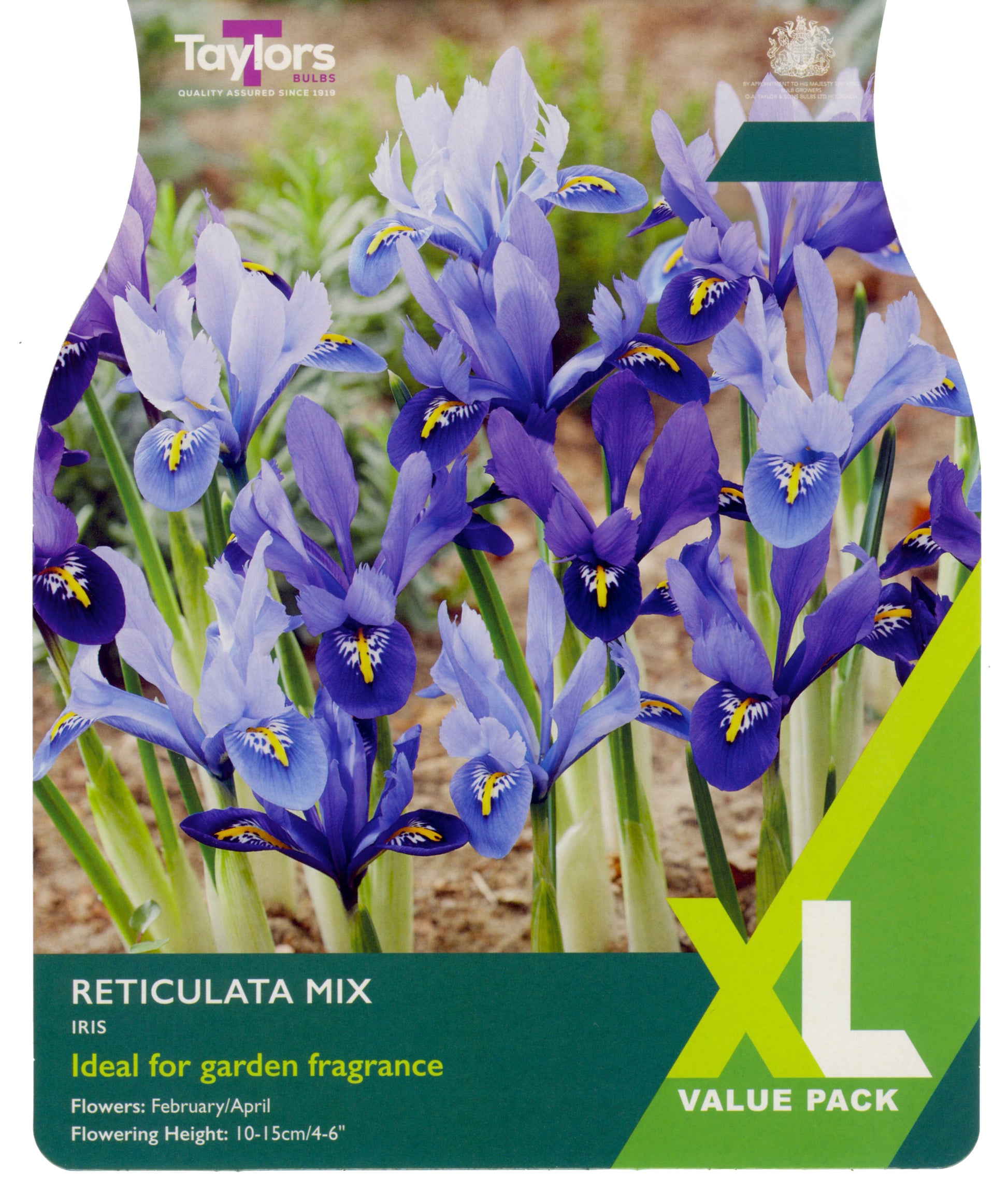 Taylors Bulbs - Iris Reticulata Mixed - 5Up