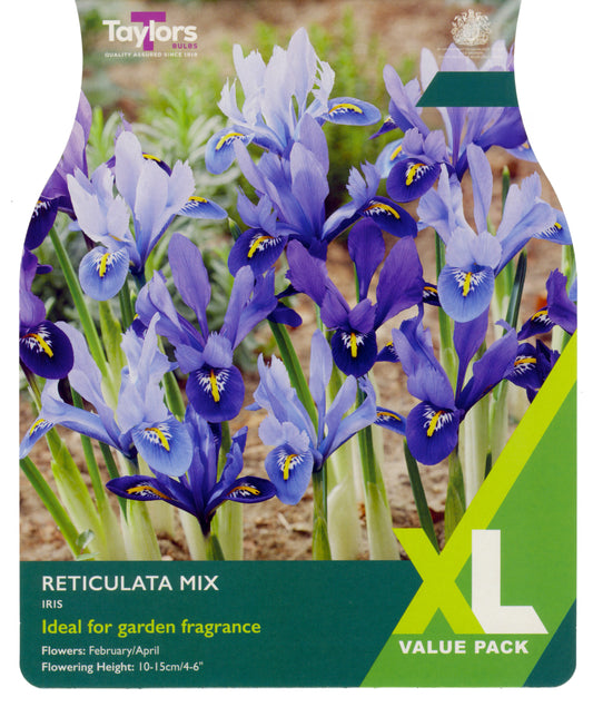 Taylors Bulbs - Iris Reticulata Mixed - 5Up