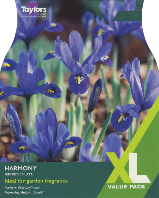 Taylors Bulbs Harmony Iris Reticulata XL Value Pack