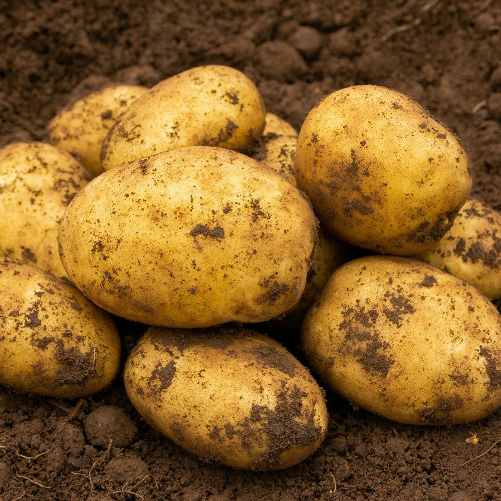 JBA Accord Seed Potatoes 2kg