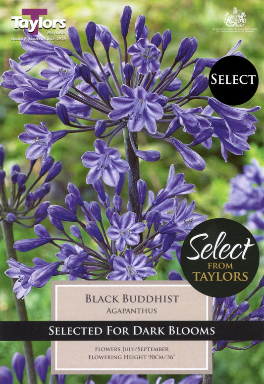 Agapanthus Black Buddhist