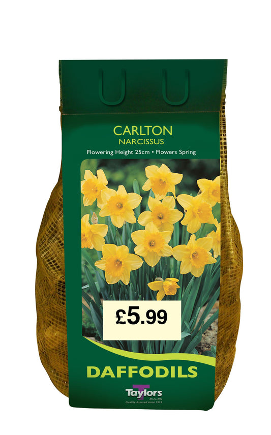 Narcissus Carlton Daffodils 1.5kg Carri-Pack