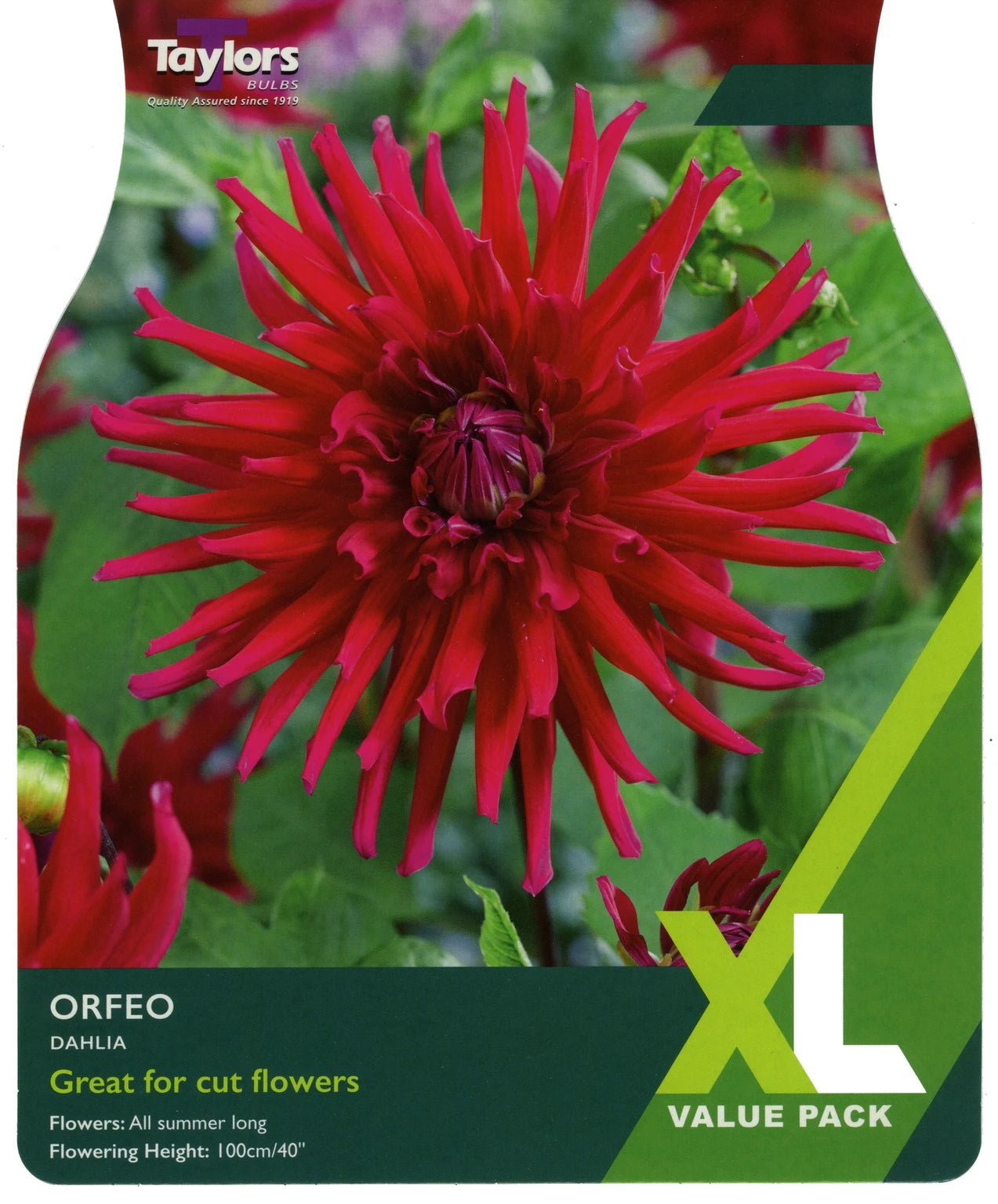 Taylors Bulbs Orfeo Dahlia XL Value Pack
