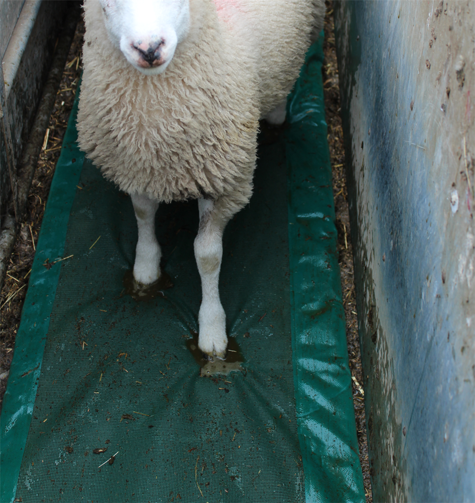 JFC Sheep Foam Footbath 2960mm L 60 Lit