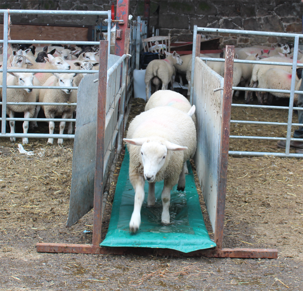 JFC Sheep Foam Footbath 2960mm L 60 Lit