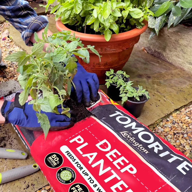 Levington Tomorite Peat Free Deep Planter Fruit and Vegetable Growing Compost