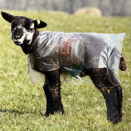 Sheep wearing a transparent plastic garment on a grassy field
