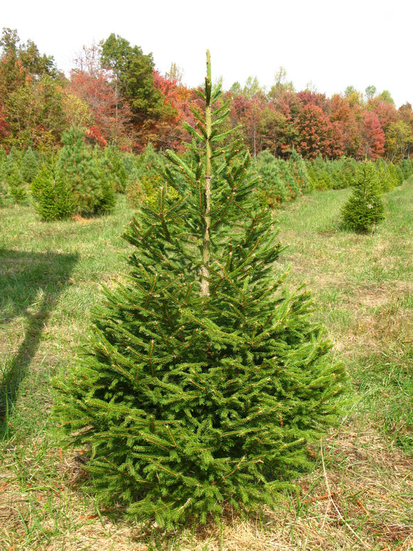 Real Pruned Norway Spruce Christmas Tree