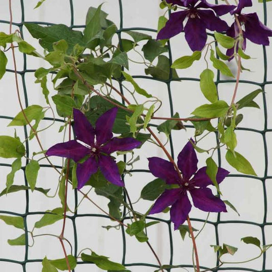 Smart Garden Climbing Plant & Fencing Mesh 50mm