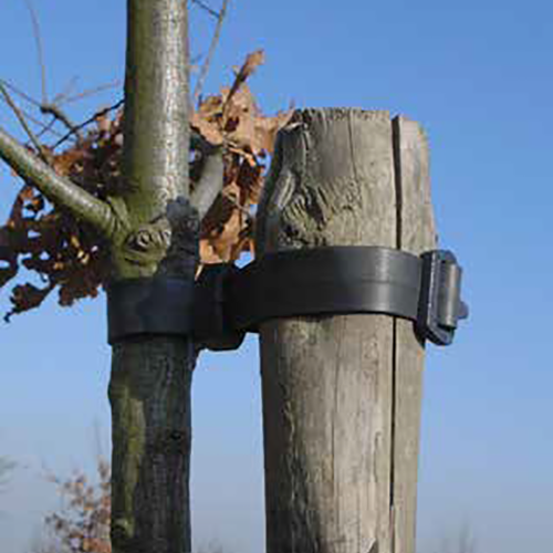 Rainbow Buckle Tree Tie 25mm - Single