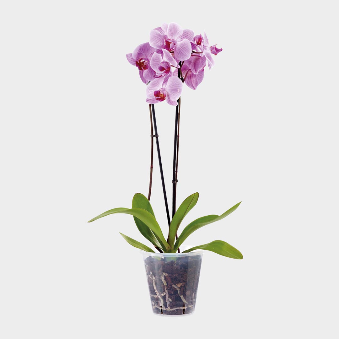 Stewart Clear Pot 18.5cm