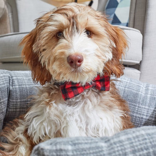 Zoon Dog Toy Beau Tie Red/Red Check 2 Pack