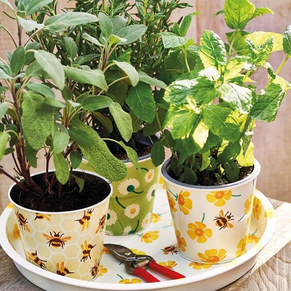 Emma Bridgewater Buttercup Plant Pots Set of 3