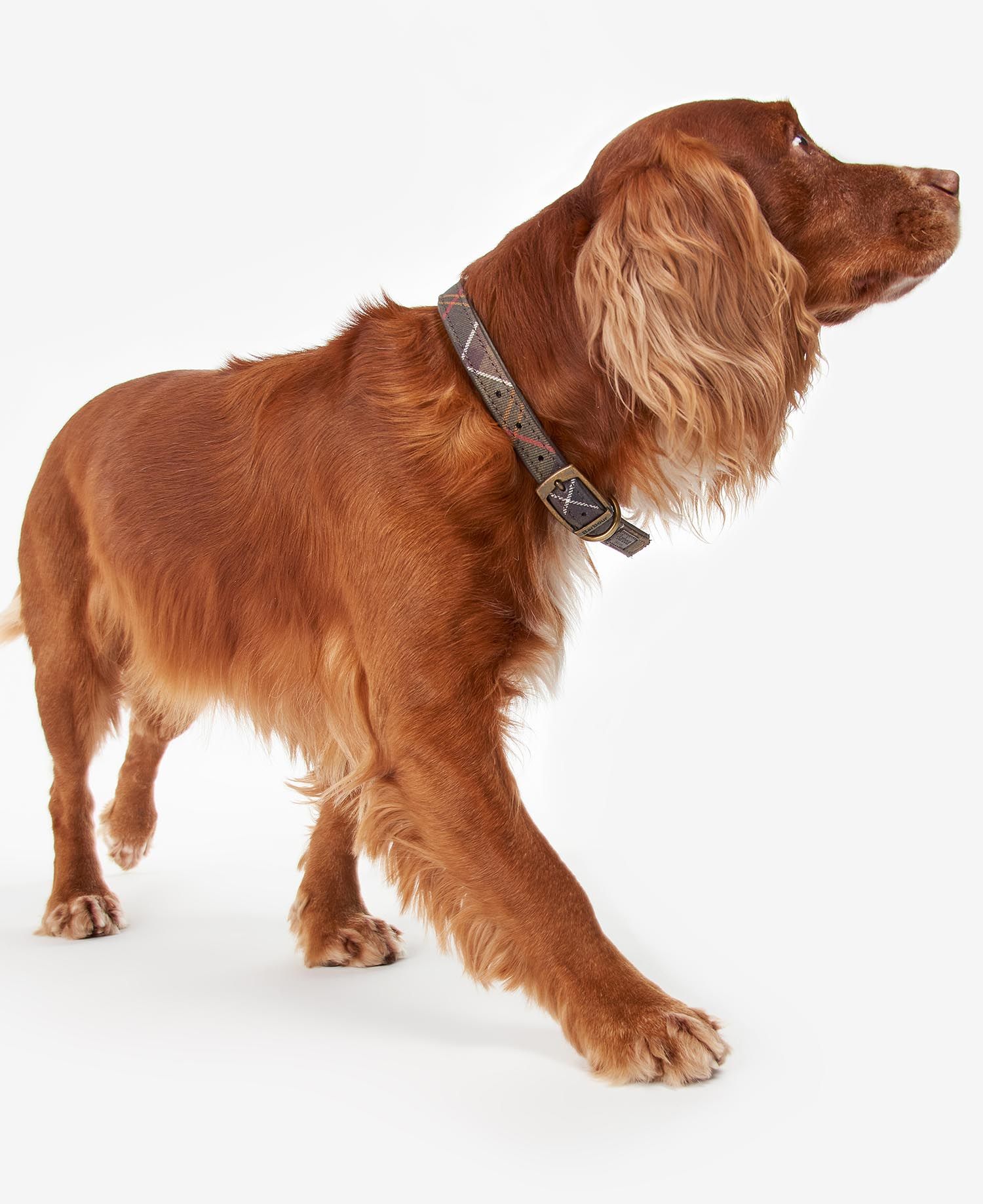 Barbour Tartan Dog Collar – Sam Turner Sons
