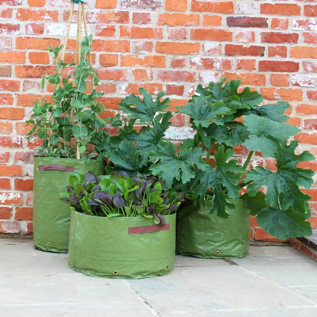 Haxnicks Vegetable Patio Planter x3