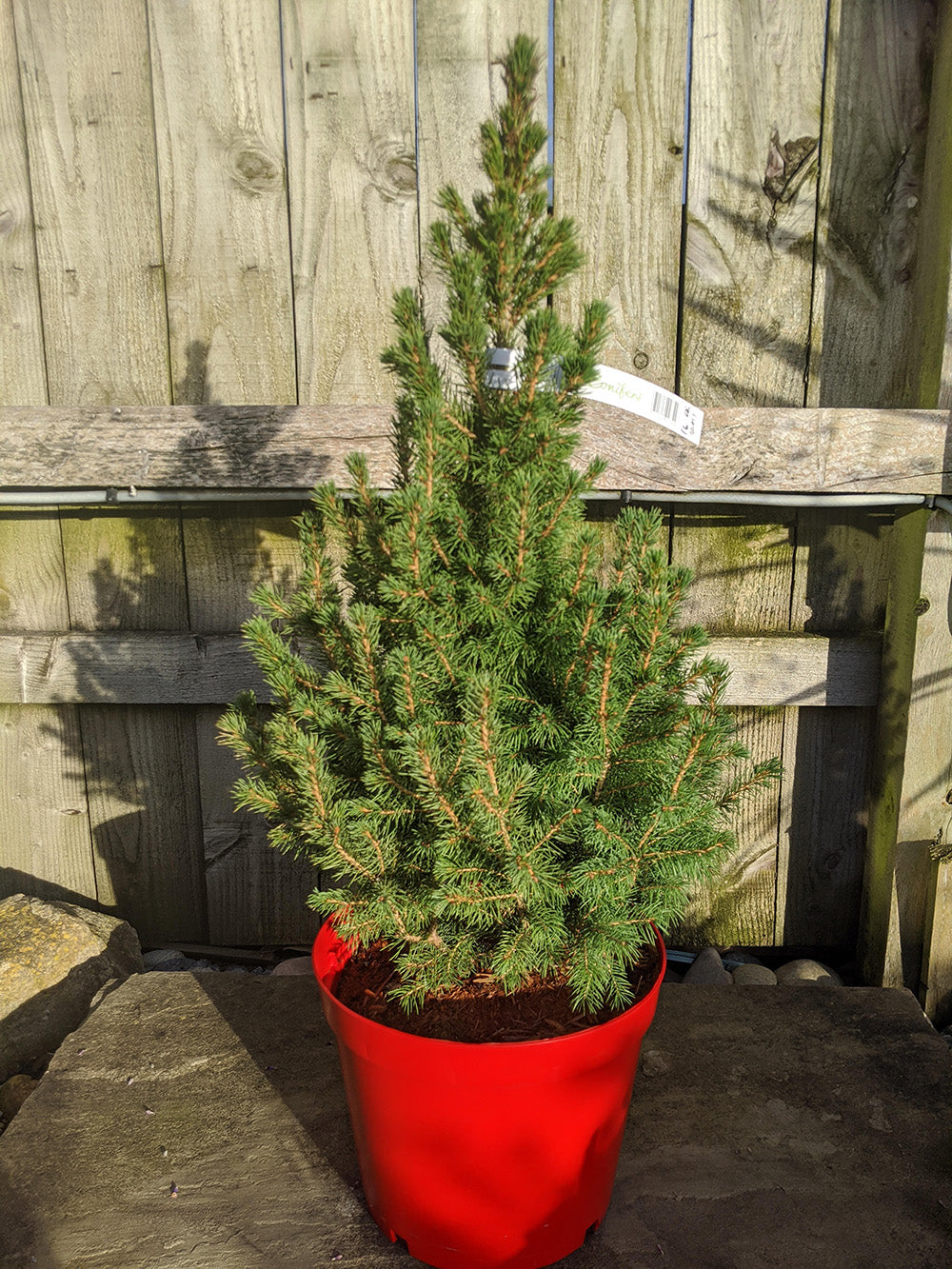 Pot Grown Picea Glauca Albertiana Conica Christmas Tree 2-3ft