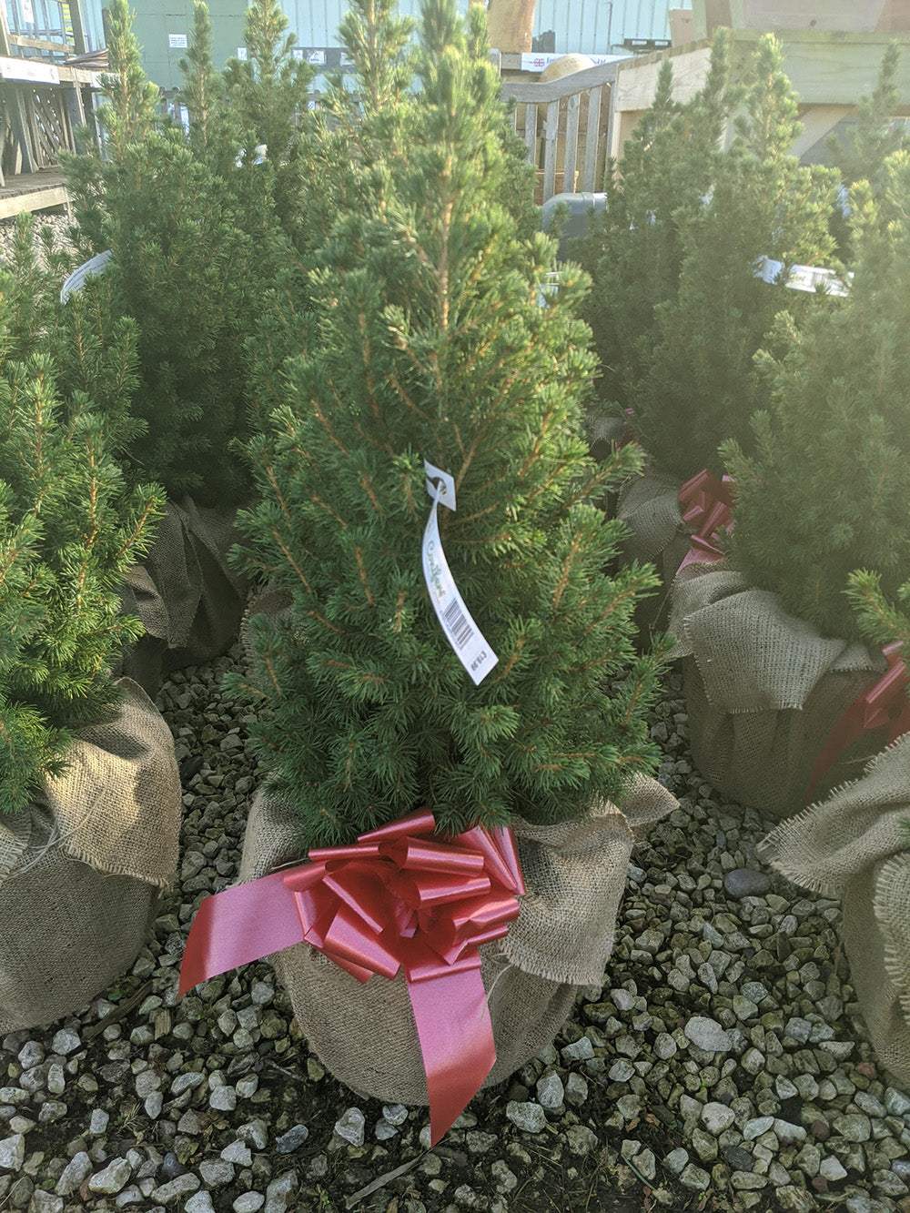 Pot Grown Picea Glauca Albertiana Conica Wrapped Christmas Tree 2-3ft