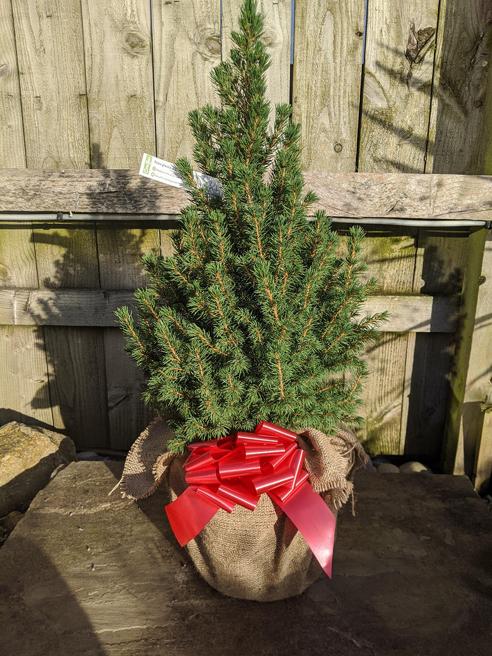 Pot Grown Picea Glauca Albertiana Conica Wrapped Christmas Tree 2-3ft