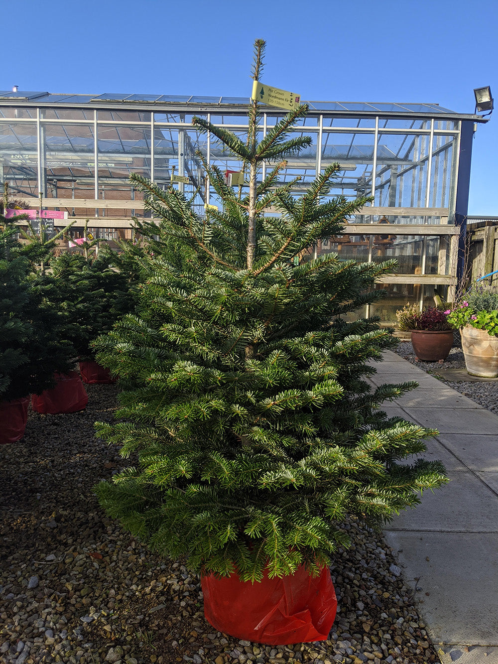 Real Pot Grown Nordmann Fir Christmas Tree