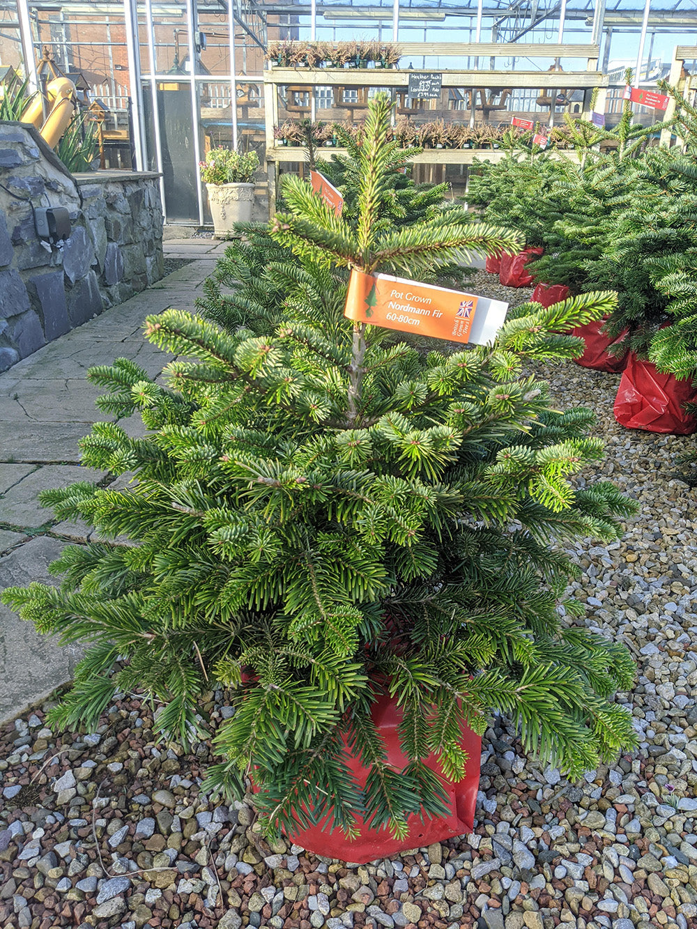 Real Pot Grown Nordmann Fir Christmas Tree