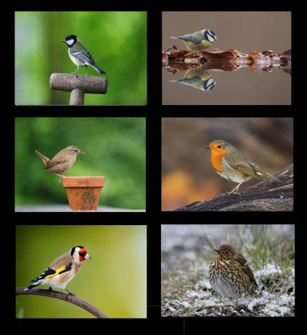 Country Matters Bird Design Coasters