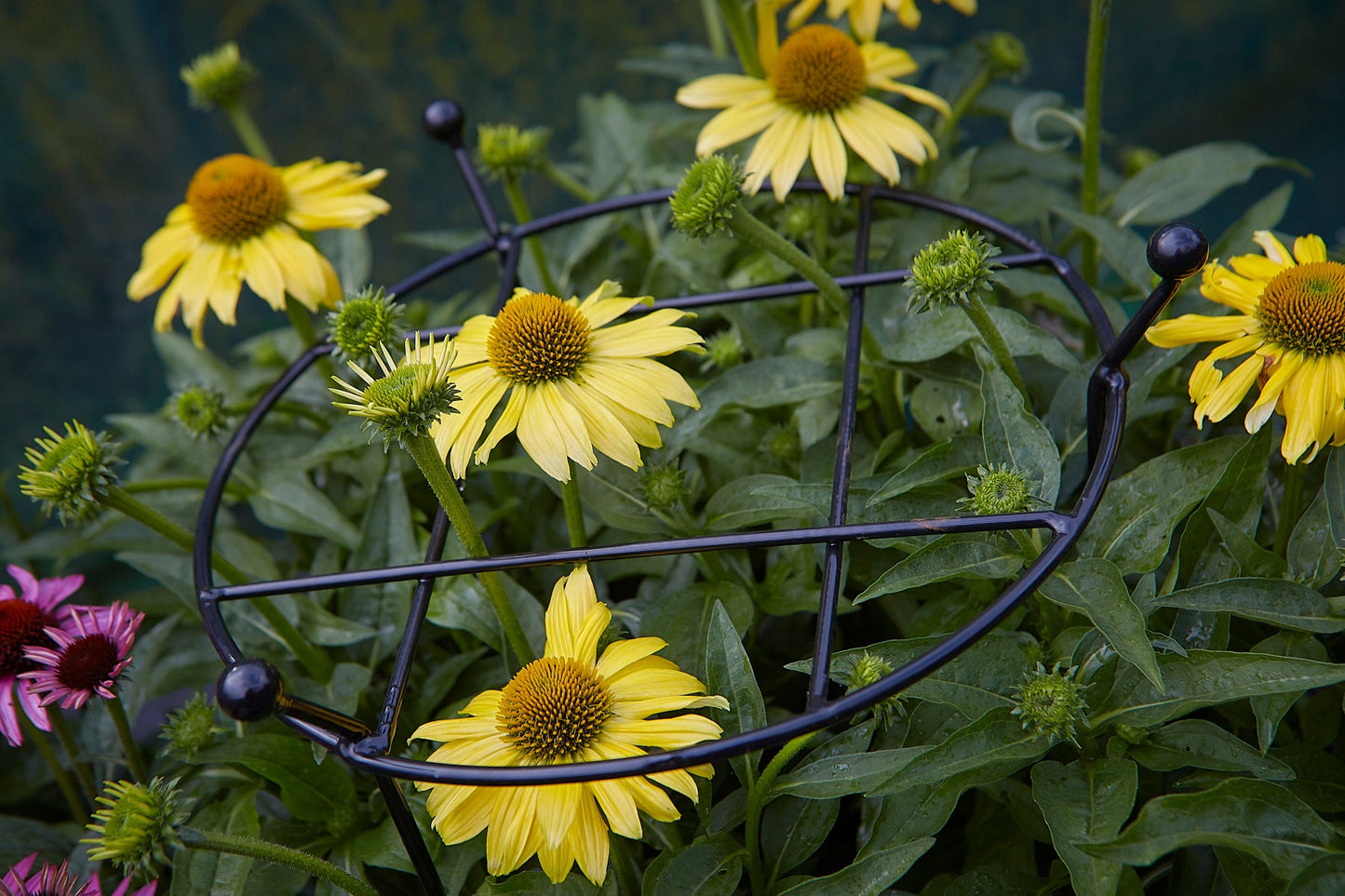 Tom Chambers Cottage Garden Grow-Thru Large