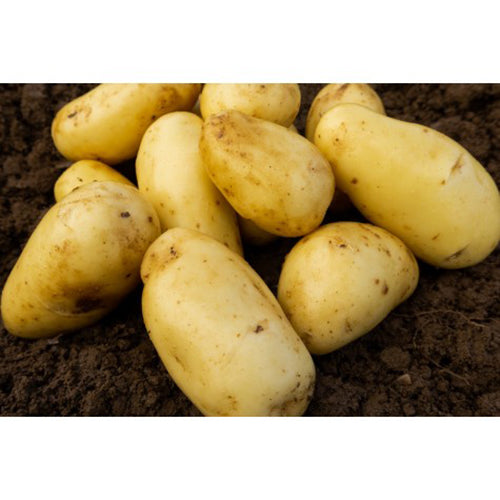 JBA Charlotte Seed Potatoes 2kg