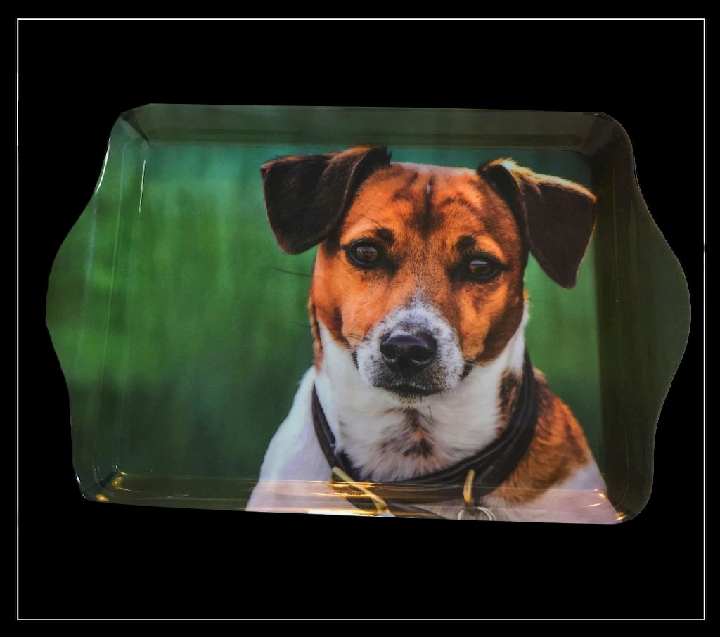 Country Matters Trinket Tray Amber Jack Russell
