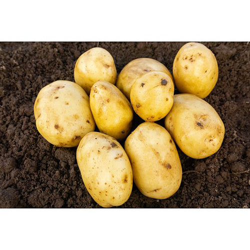 JBA Duke of York Seed Potatoes 2kg