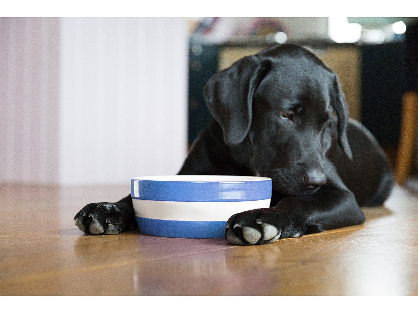 Cornishware Cornish Dog Bowl