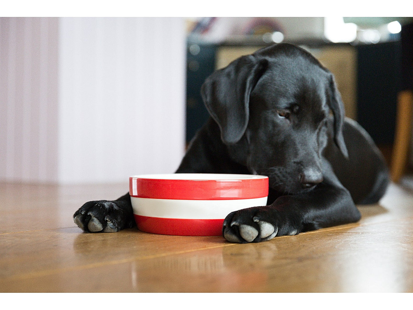 Cornishware Cornish Dog Bowl