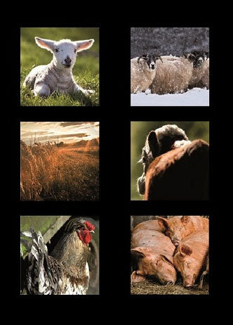 Country Matters Farm Animal Design Coasters