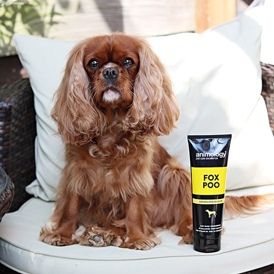 Animology Fox Poo Dog Shampoo 250ml Animology Pet Care Sam Turner