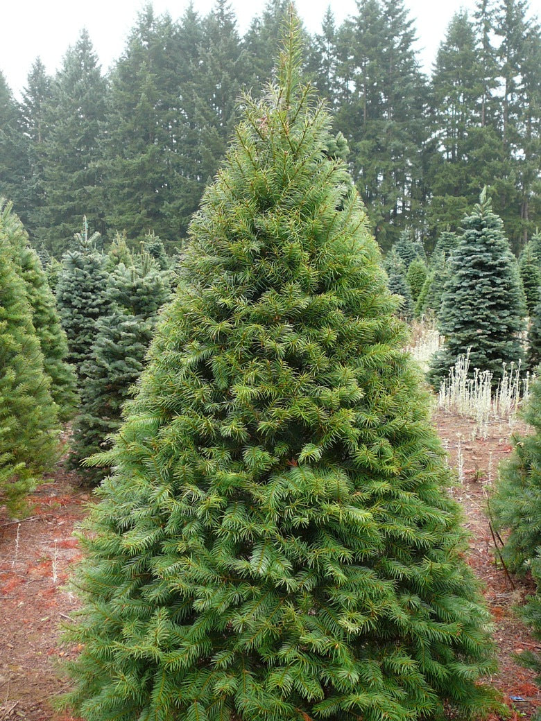 Real Christmas Tree Premium Fraser Fir | 6ft - 175-200cm – Sam Turner ...