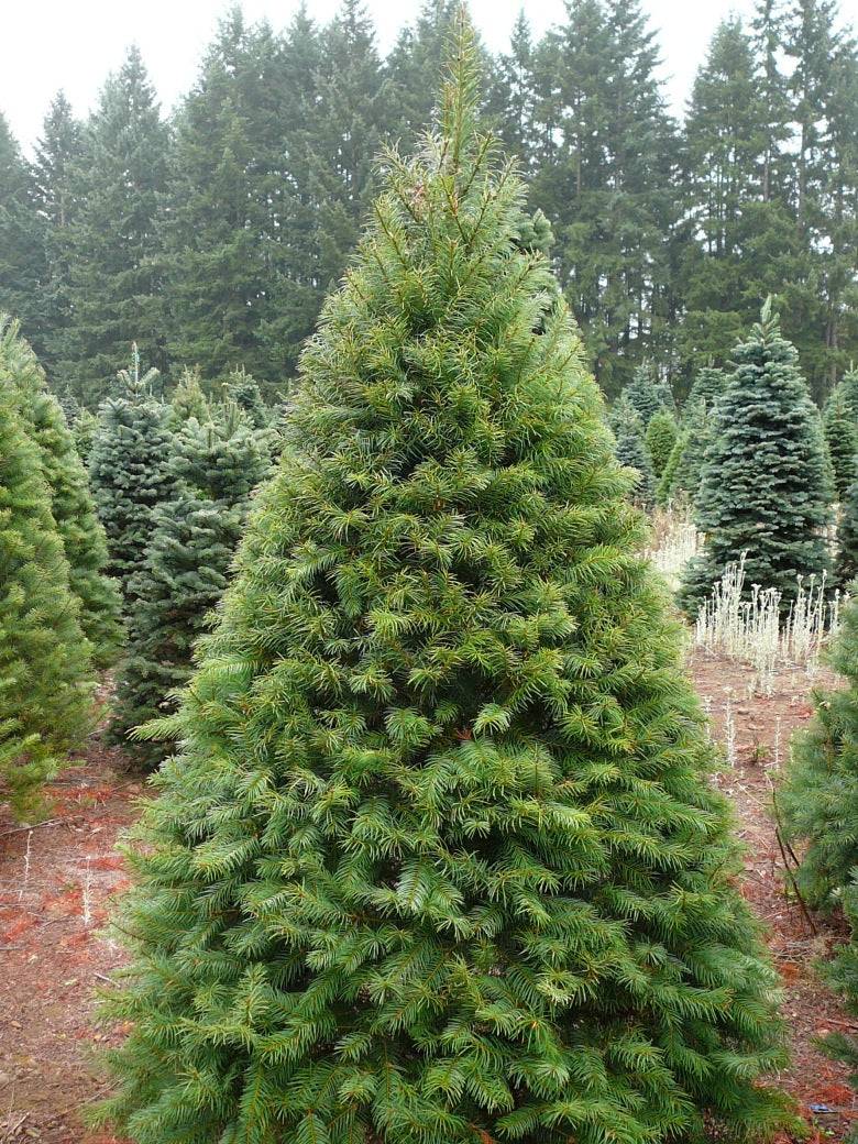 Real Christmas Tree Premium Fraser Fir 175-200cm