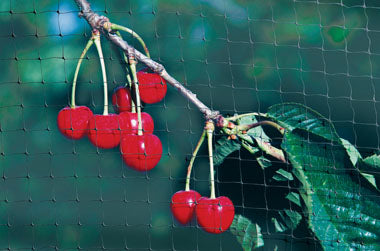 Apollo Fruit Cage Net 16m x 2m