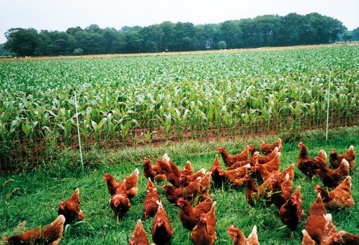 Gallagher Euronet Poultry Netting