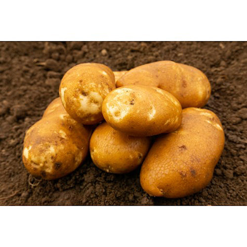 JBA Golden Wonder Seed Potatoes 2kg
