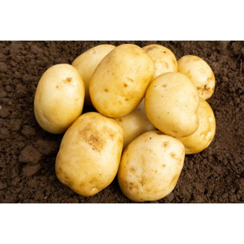 JBA Home Guard Seed Potatoes 2kg