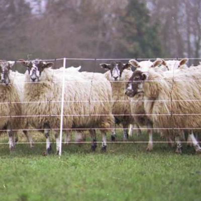 Hotline Sheep Netting 85cm 50m