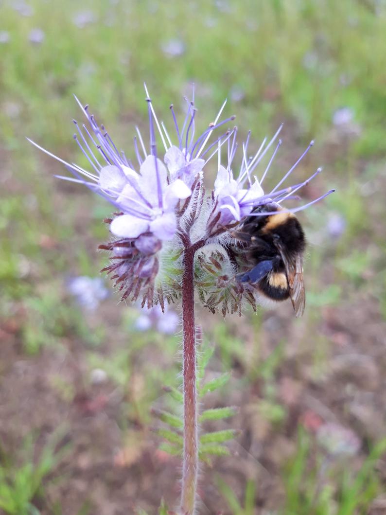 Roselyn Phacelia Tanacetifolia Plant Seeds