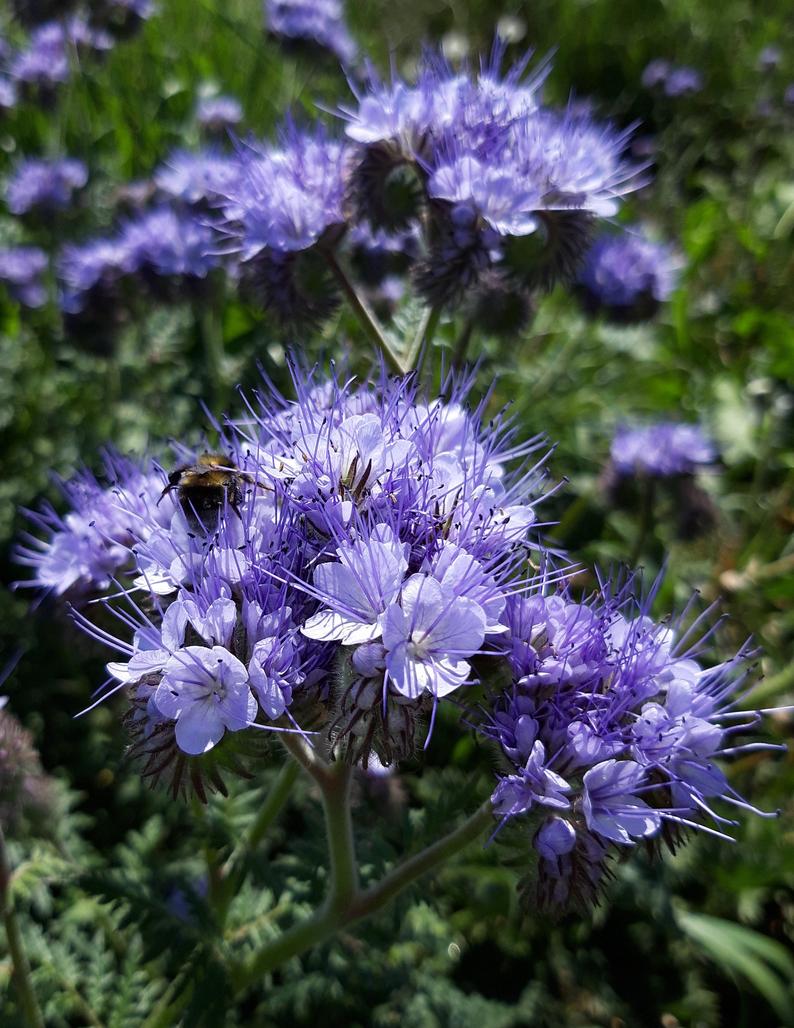 Roselyn Phacelia Tanacetifolia Plant Seeds