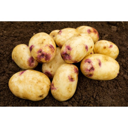 JBA Kestrel Seed Potatoes 2kg