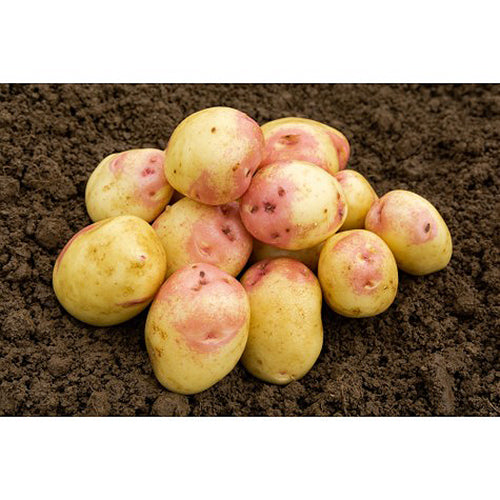 JBA King Edwards Seed Potatoes 2kg